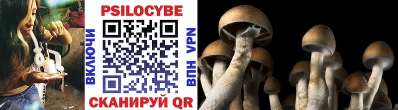 Галлюциногенные грибы Psilocybine cubensis  Чебоксары 